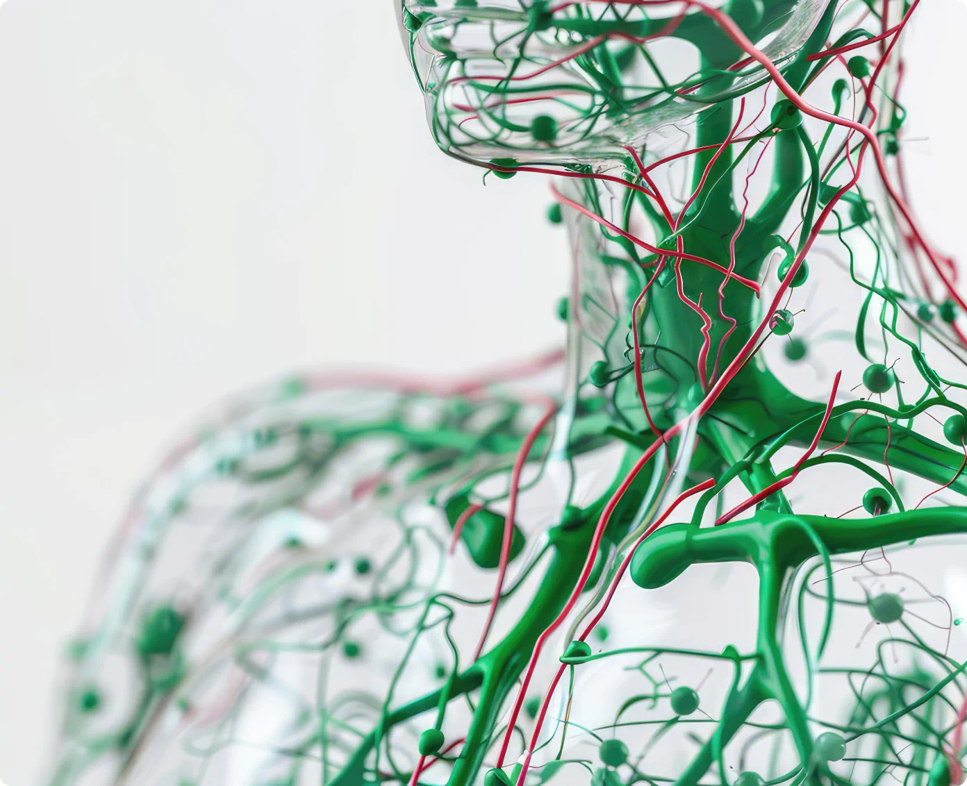 3D model of human lymphatic system showing green vessels and nodes.