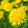 ingredient icon